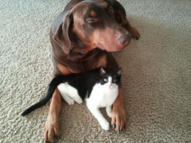 Quilts For Sale/ Quilt for Sale/ Quilt for Sale Handmade Buying a Handmade quilt